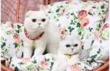 抖阴TV：畅享短视频新时代，尽在douyin.ca