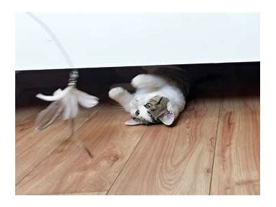 探索快猫与抖阴：最热门视频分享网站推荐与使用技巧
