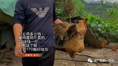 揭秘橙色抖阴：如何在短视频平台中脱颖而出