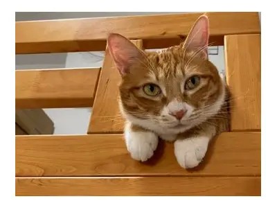 猫咪抖阴蝌蚪的搞笑瞬间，瞬间萌化你的心！